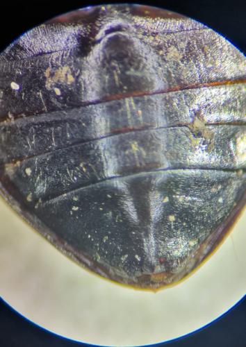 Ilybius quadriguttatus